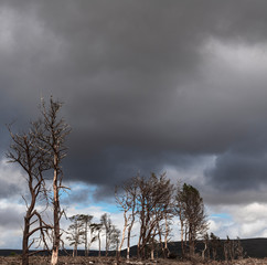 A square image of pale tree trunks against a dark foreboding sky.