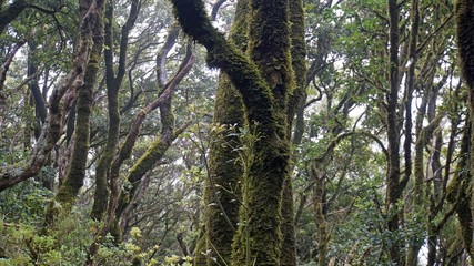 Fototapeta premium cloud forest in anaga mountains