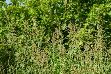 Close-up of Lemon Verbena Flowers, Lemon Beebrush, Aloysia Citrodora, Nature