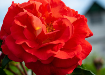 rote Rosen im Rosengarten