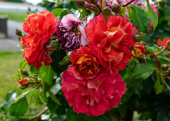rote Rosen im Rosengarten