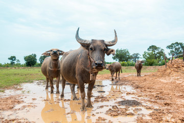 Thailand buffaloes in rice field