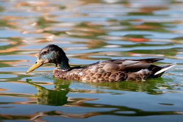 Beautiful duck swimming in a lake