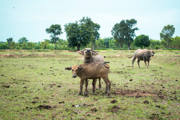 Thailand buffaloes in rice field