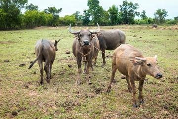 Thailand buffaloes in rice field