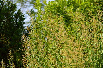 Close-up of Lemon Verbena Flowers, Lemon Beebrush, Aloysia Citrodora, Nature