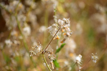 Close-up of a Wild Flower, Nature, Macro