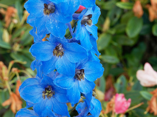 Delphinium ceratophorum 