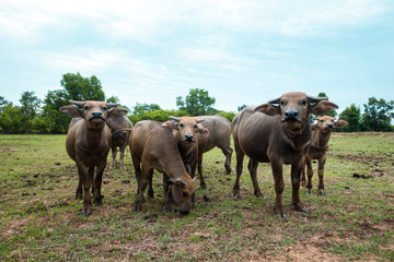 Naklejka na ściany i meble Thailand buffaloes in rice field