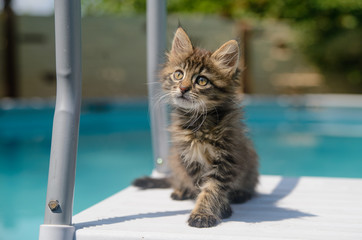 Kitten in the pool near the water