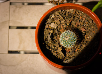 Small green cactus in red pot, top shot