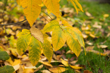 Blätter im Herbst