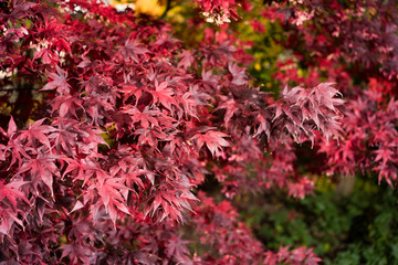 Bl&auml;tter im Herbst