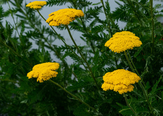 Gelbe Schafgarbe, Goldgarbe - Achillea filipendulina