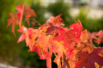 Blätter im Herbst