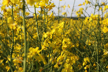 Close-up field of beautiful flowers.