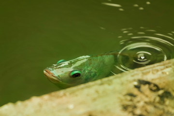Fish pop up to breathe on the surface because of lack of oxygen.