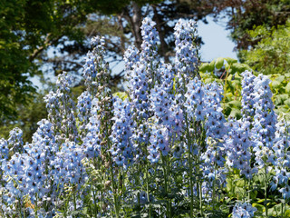Delphinium ceratophorum - Hampes florales de Delphinelles ou Pieds d'alouette aux fleurs bleues 