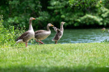 Adult greylag geese (anser anser) with young goslings