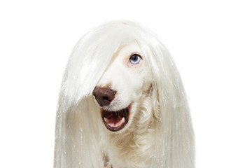 FUNNY ROCKY DOG WEARING A WHITE WIG FOR CARNIVAL, HALLOWEEN, OR NEW YEAR PARTY.  ISOLATED ON WHITE...