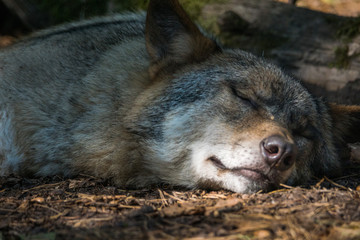 Le Loup au parc