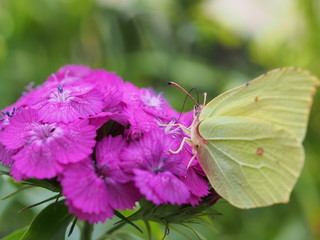 A butterfly with yellow wings collects nectar from flowers. Red Turkish carnations.
