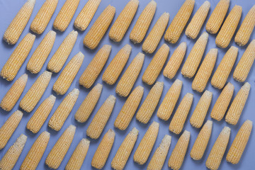 Fundo azul com espigas de milho verde, alimento usado na culinária de festas juninas, distribuidas de forma uniforme.