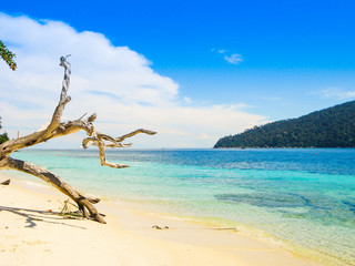 Beautiful Beach Sandy and Clear Sea with Luxury Scuba Diving and Snorkel in Island of Tropical on Holiday Summer or Spring Times. Travel The Paradise of Thailand.