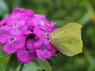 A butterfly with yellow wings collects nectar from flowers. Red Turkish carnations.