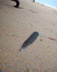 feather on the sand