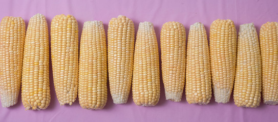 Fundo rosa com espigas de milho verde, alimento usado na culinária de festas juninas, distribuidas de forma uniforme.