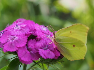 A butterfly with yellow wings collects nectar from flowers. Red Turkish carnations.
