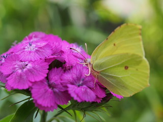 A butterfly with yellow wings collects nectar from flowers. Red Turkish carnations.