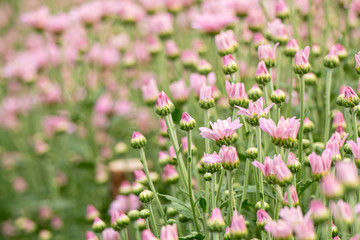 Obraz na płótnie Canvas Chrysanthemums, mums or chrysanths garden with blur background. .