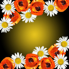 Beautiful floral background of poppy and chamomile. Isolated