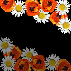 Beautiful floral background of poppy and chamomile. Isolated