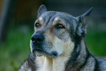 Very cute dog similar to a wolf posing on the grass outdoors in summer.