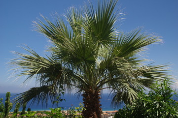 Palme auf Sizilien