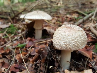 Pantherpilz (Amanita pantherina)