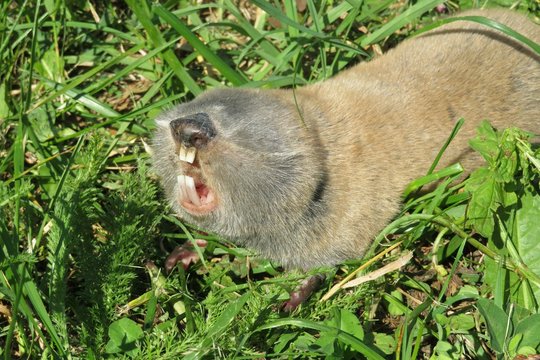Spalax mole rat on grass background in the garden, closeup