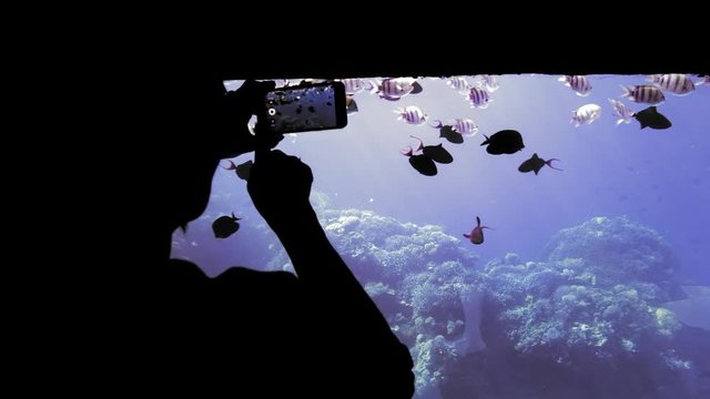 unrecognized silhouette of hands, a female tourist on a boat with a transparent bottom, examines and photographs on a mobile smartphone a flock of colorful fish against a background of coral reefs