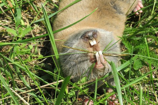 Spalax mole rat on grass in the garden, closeup