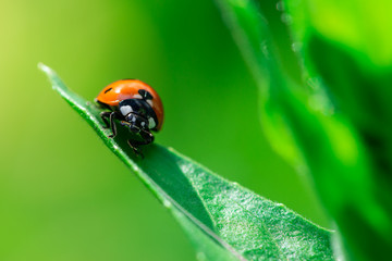 Ladybug walks down on a leaf, Coccinellidae, Arthropoda, Coleoptera, Cucujiformia, Polyphaga