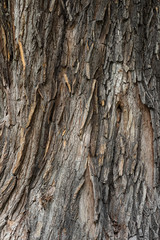 Obraz premium Vertical texture of old wood wooden oak bark background