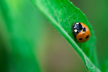 Fototapeta premium Ladybug walks up on a leaf, Coccinellidae, Arthropoda, Coleoptera, Cucujiformia, Polyphaga