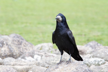 The rook on stones