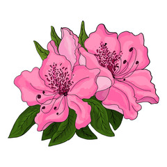 Closeup of pink azalea flowers with green foliage and half open bud on white background.