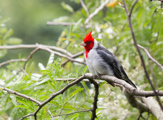 Aves