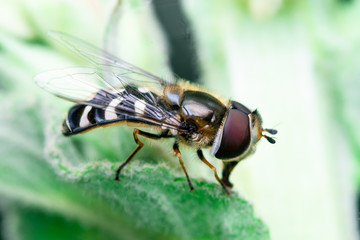 Hoverflies is just resting on top of a leaf, Syrphidae