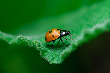 Fototapeta premium Leadership concept, Ladybug walks on the edge of a leaf, Coccinellidae, Arthropoda, Coleoptera, Cucujiformia, Polyphaga